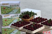梦见救鸡高速赋能产业升级：一条“杨梅路”的致富密码