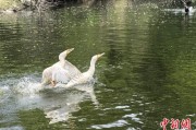 梦见救鸡吉林：罕见白鸬鹚连续两年“故地重游”